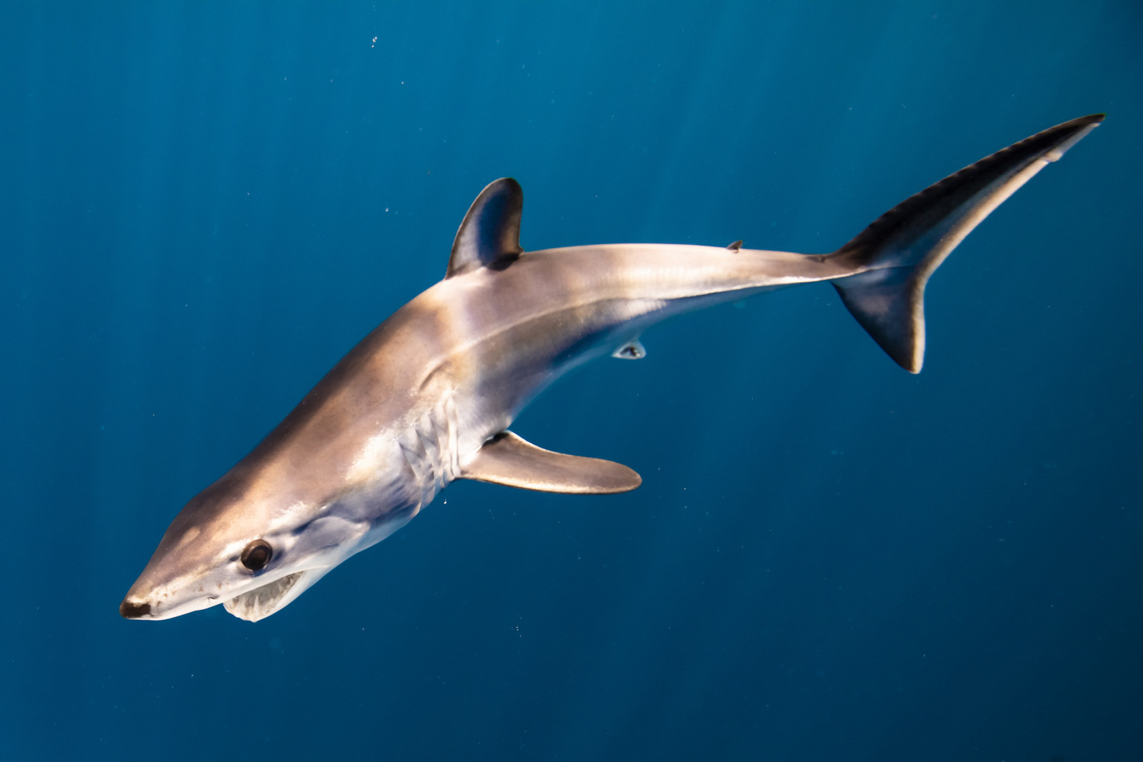 Requin en mer Mediterranée  entre Marseille et Cassis .Faune sous marine