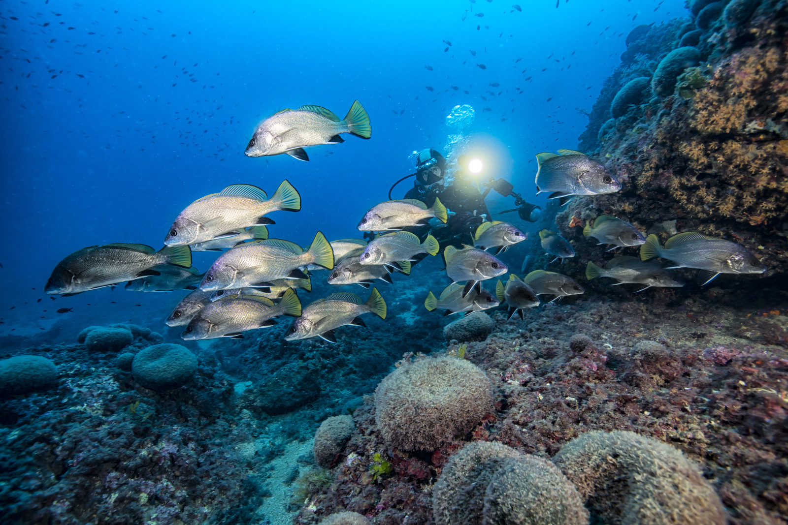 Mer Mediterranée - Region Costa Blanca - Plongée Sous  Marine - Espagne - Faune sous Marine - Sous l'eau - Europe