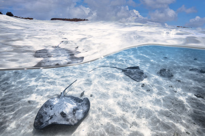 © Guillaume Ruoppolo-.jpg