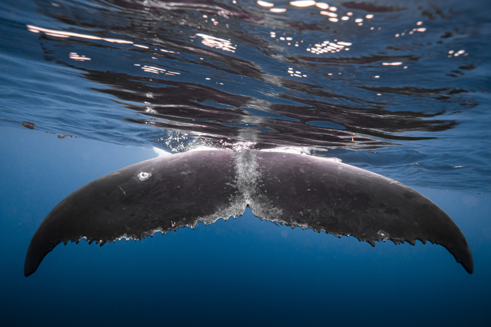 © Guillaume Ruoppolo-7685.jpg