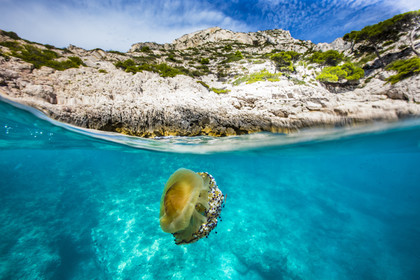 Meduse oeuf au plat dans les calanques de Marseille