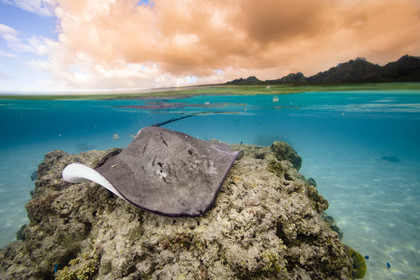 © Guillaume Ruoppolo-8084.jpg