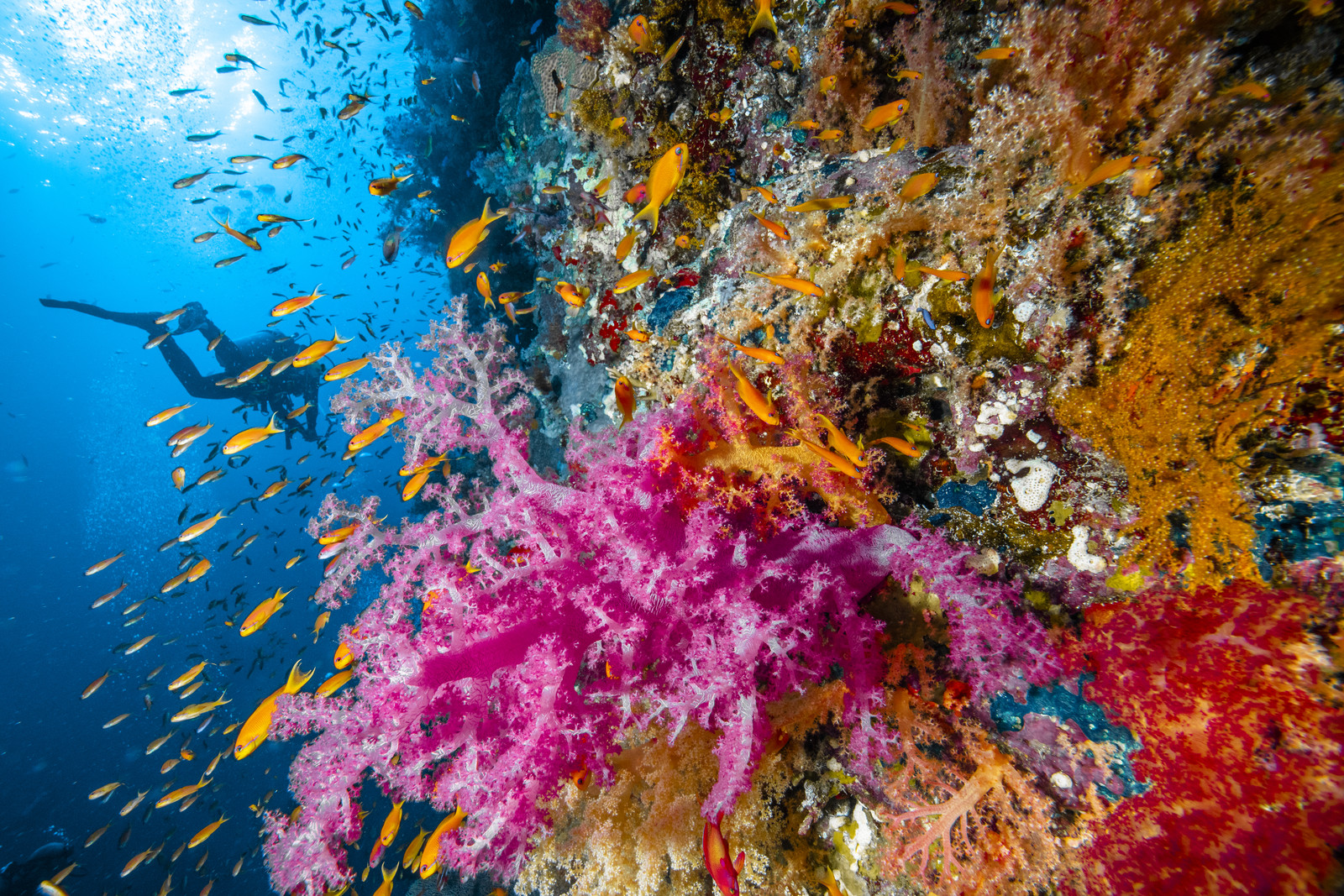 Croisiere à bord de l’Alia