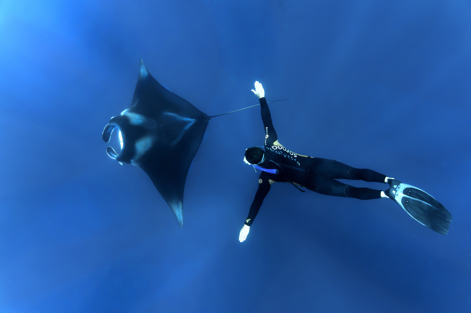 Mexique, biodiversié sous marine de la péninsule du Yucatan, raie manta avec un plongeur