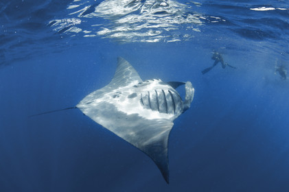 Plongee en apnée - Yucatan - Mexique