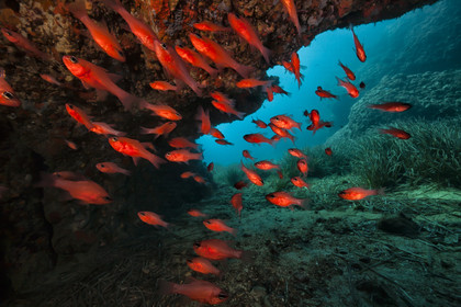 Des Apogons dans une grotte sous marine