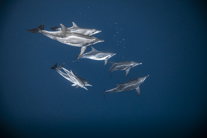 Dauphin à long bec - Stenella longirostris- Asie Okinawa, Japon