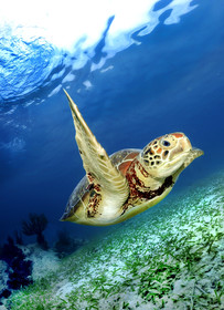 Mexique, Tortue verte, Chelonia mydas