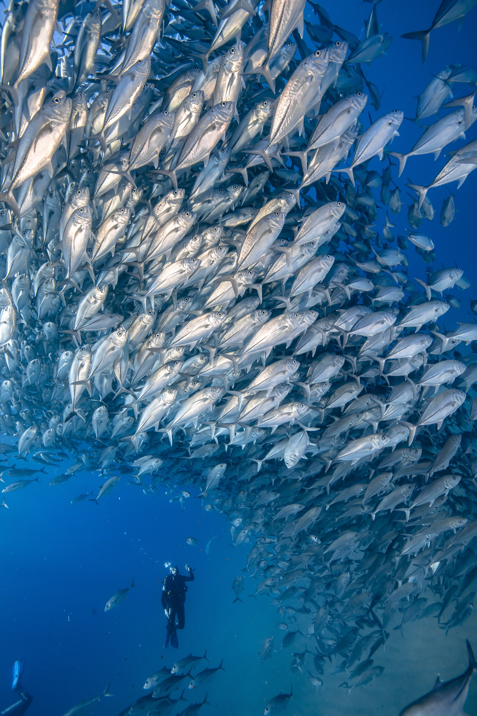 Voyage Mer de Cortez - Mexique - Amerique Centrale