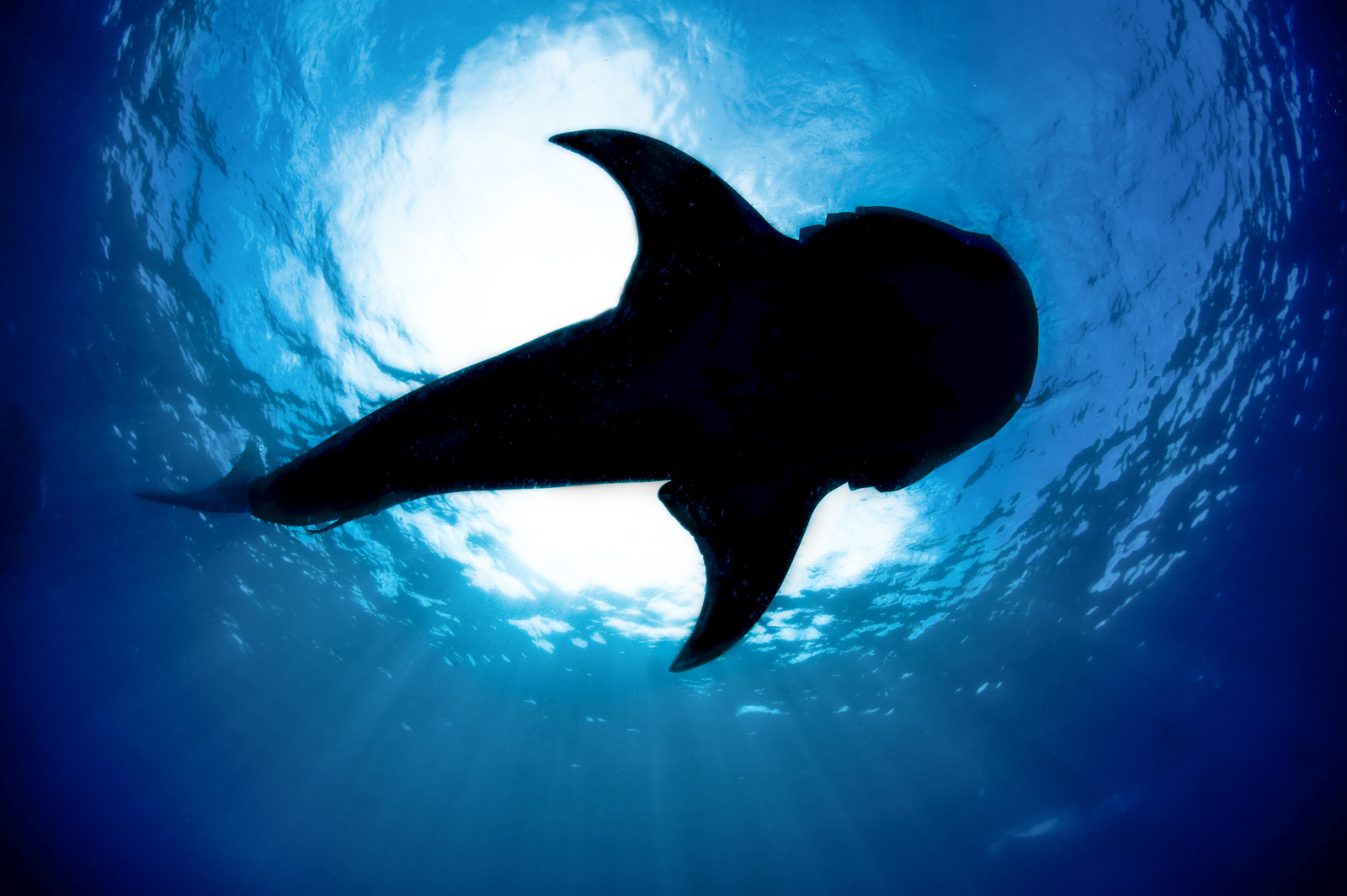 Plongee en apnée - Yucatan - Mexique