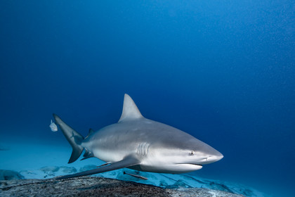 Plongee sous marine dans la mer des Caraîbes - Mexique - Yucatan - Amerique Centrale