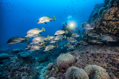 Mer Mediterranée - Region Costa Blanca - Plongée Sous  Marine - Espagne - Faune sous Marine - Sous l'eau - Europe