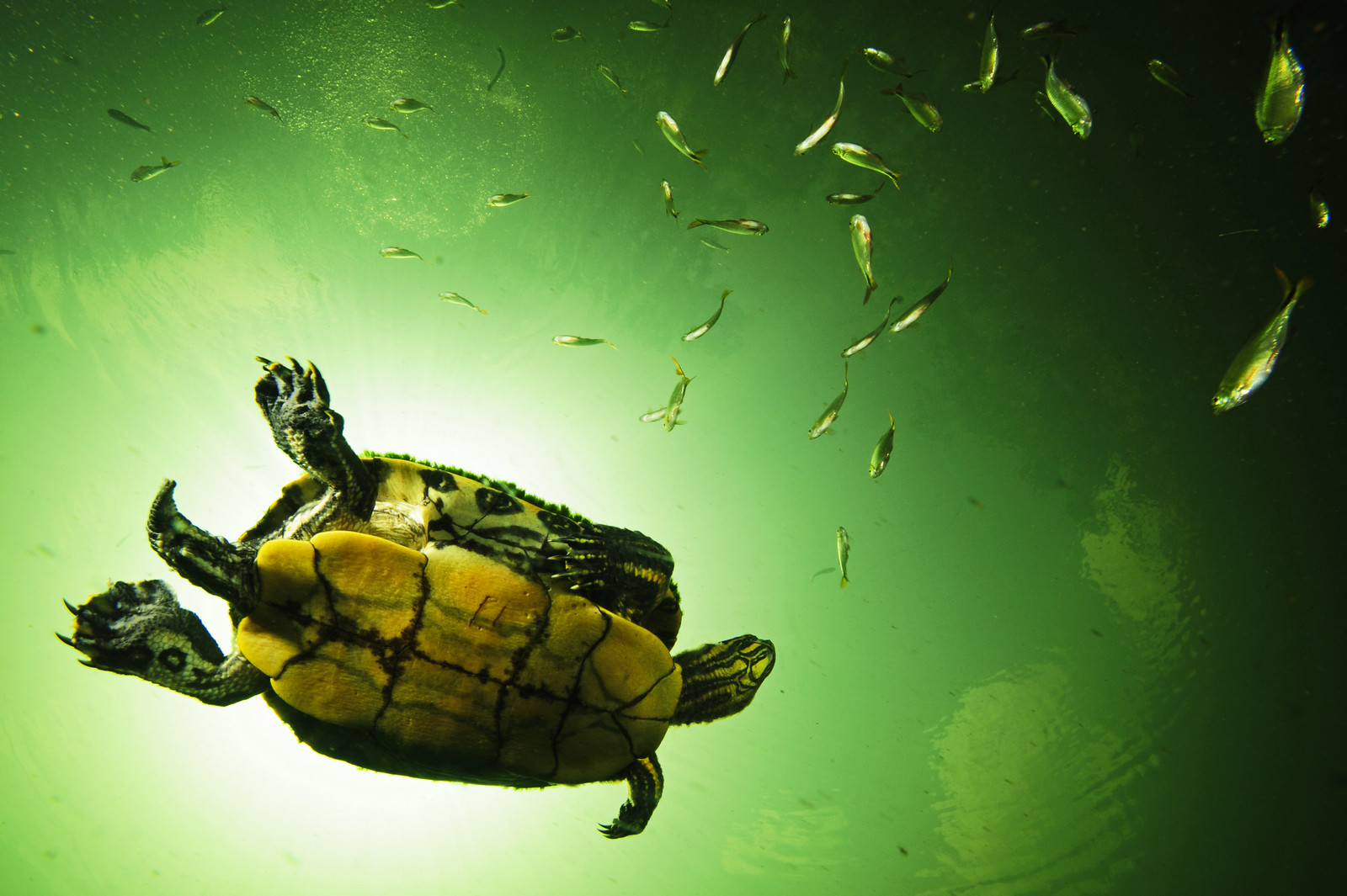 Plongee en apnée - Yucatan - Mexique