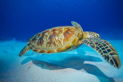 Saipan, Mariannes du Nord, Pacifique central, Pacifique