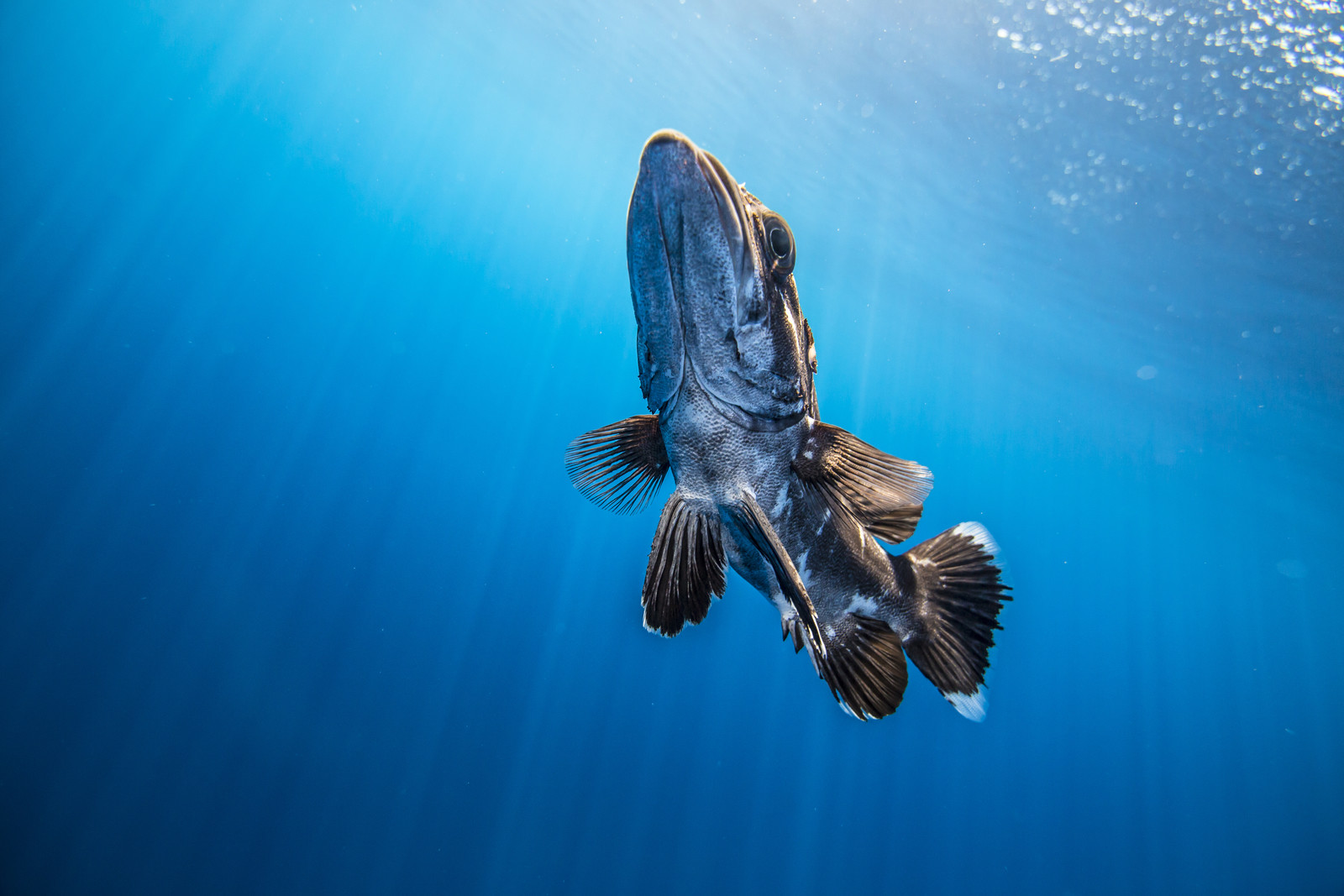 Cernier au large de Marseille