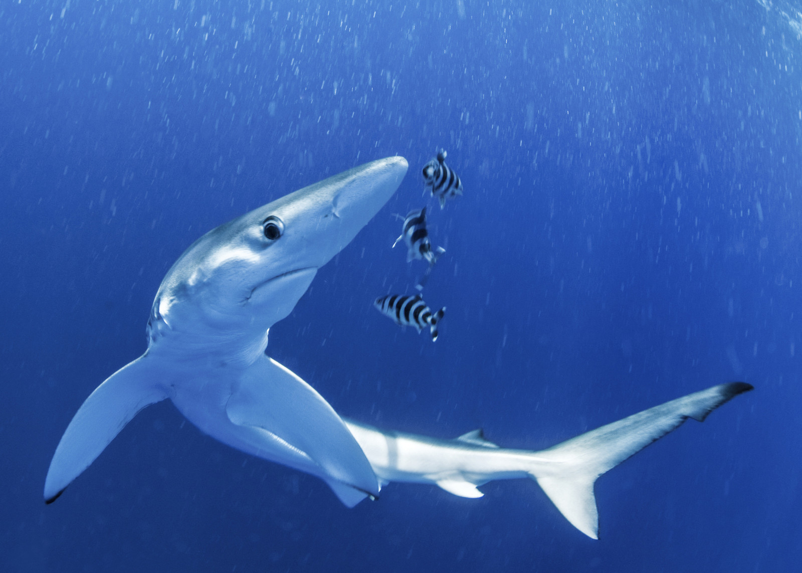 Rencontre avec la faune du sanctuaire Pelagos