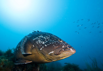 Merou brun de Mediterranee