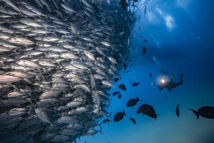 Voyage Mer de Cortez - Mexique - Amerique Centrale