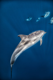 Dauphins bleu et blanc