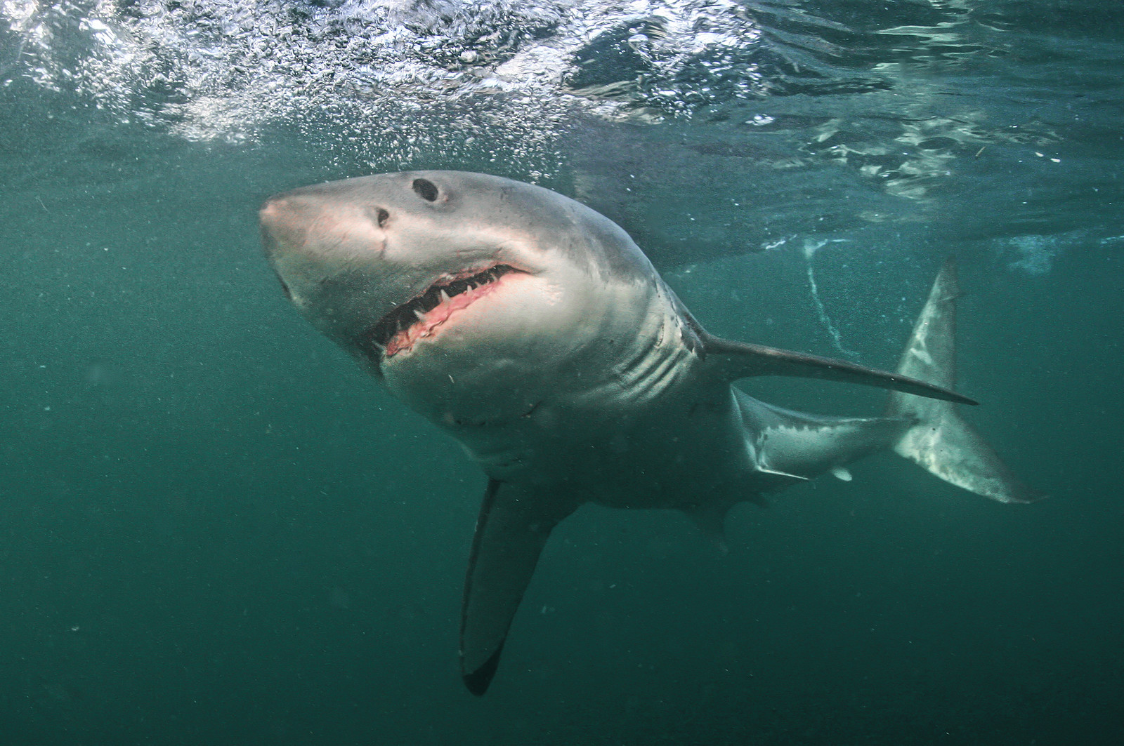 Le grand requin blanc ( Carcharodon carcharias ) ici en Afrique du sud