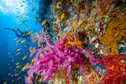 Croisiere à bord de l’Alia