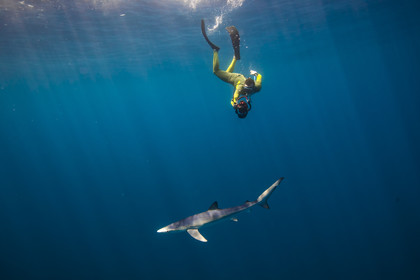 Requin en mer Mediterranée  entre Marseille et Cassis .Faune sous marine