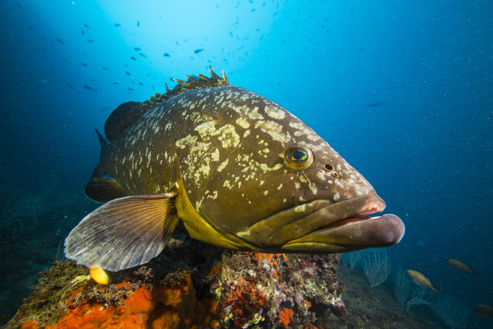 Merou brun de Mediterranée