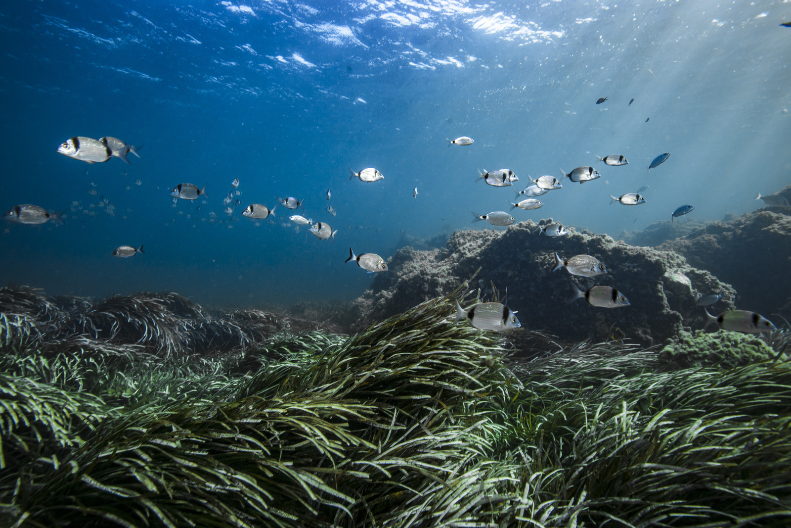 Mer Mediterranée - Region Costa Blanca - Plongée Sous  Marine - Espagne - Faune sous Marine - Sous l'eau - Europe