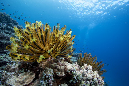 Comatule - Okinawa , Japon