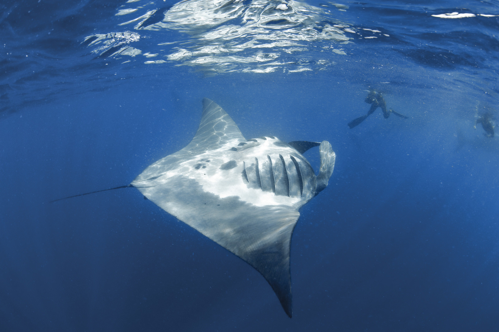 Plongee en apnée - Yucatan - Mexique