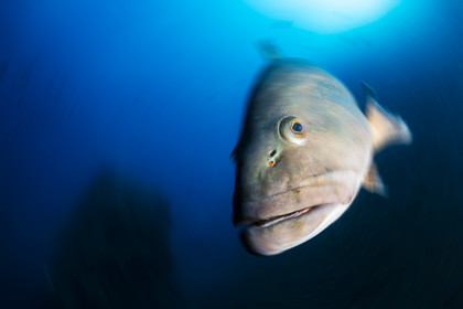 Mérou sombre -Epinephelus marginatus