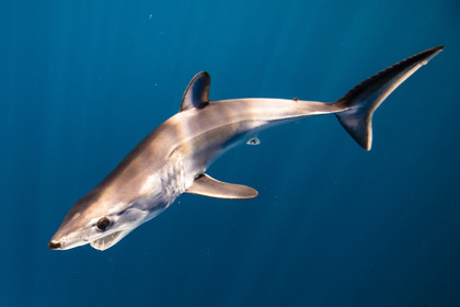 Requin en mer Mediterranée  entre Marseille et Cassis .Faune sous marine